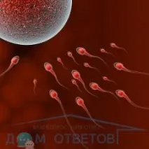 Як часто потрібно займатися сексом, щоб завагітніти - відповіді та поради на твої завагітніти