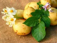 Як лікуються картоплею цього