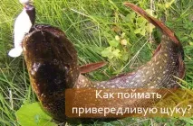 Як спіймати вибагливу щуку Тихий вир спіймати
