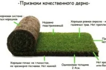 Як посадити газонну траву посадка, вибір газону, інструменти та матеріали газонну