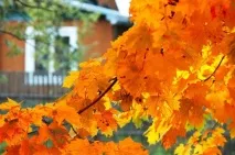 Як підготувати теплицю до зимівлі 7 корисних порад зимівлі