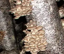 Cum să crești singur ciuperci stridii - Împreună lumea