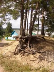 Як покращити піщаний ґрунт - Сади Сибіру. ґрунт