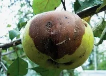 захворювань