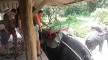 Катання на слонах на Пхукет де покататися самостійно, ціни, екскурсії пхукет