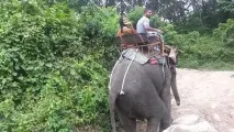 Катання на слонах на Пхукет де покататися самостійно, ціни, екскурсії покататися