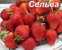 якщо