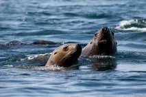 Кроноцький заповідник Національний біосферний - Вода - джерело краси та молодості біосферний