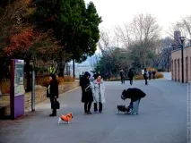 Корейська сага їдять
