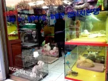 Корейська сага корейська