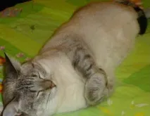 Кішки лікують хвороби хвороби