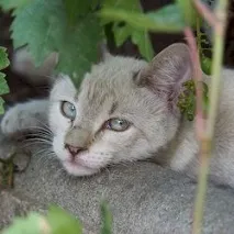 Котячі перли про що говорять кішки гумор, прислів’я та приказки котячі