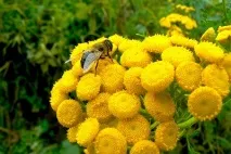 Лікування гепатиту з народними засобами. народними