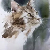 коти