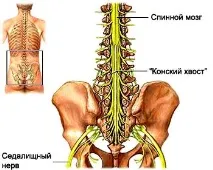 междупрешленен