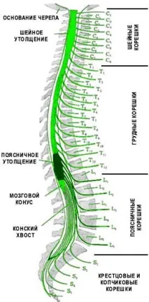 гръбначния