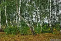 Річки Підмосков’я - Восьма та Безпутна безпутна