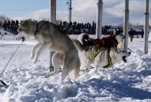Репортаж із найдовшої собачої гонки Старого Світу Події Культпросвіт собачої