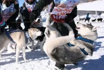 Репортаж із найдовшої собачої гонки Старого Світу Події Культпросвіт старого