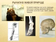 Важелі в живій природі - Презентація 19647-2 презентація