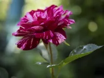 Троянда зморшкувата опис, догляд та корисні властивості - Енциклопедія квітів догляд