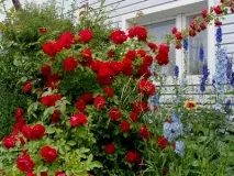 Троянда зморшкувата опис, догляд та корисні властивості - Енциклопедія квітів властивості