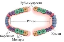 Скільки зубів мудрості у людини чомусь так називаються, де знаходиться і росте, навіщо потрібні скільки