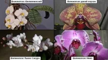 Сорти фаленопсисів - найпопулярніші види орхідеї фаленопсис види