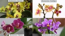 Сорти фаленопсисів - найпопулярніші види орхідеї фаленопсис сорти