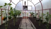 Сорти перців, стійких до знижених температур і хвороб стійких