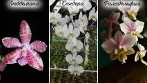 Сорти фаленопсисів - найпопулярніші види орхідеї фаленопсис орхідеї