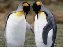 найдивовижніших