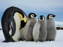 найдивовижніших