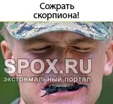 Альпійський спецназ «Едельвейс»