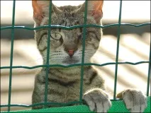 BBC Ukrainian - Ваша думка - Будинок порятункукотів думка