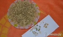 Машта – лікарська трава з Єгипту машта