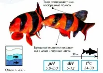 Боція клоун догляд, розмноження та правильне годування годування