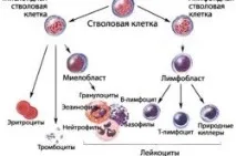 еозинофіли