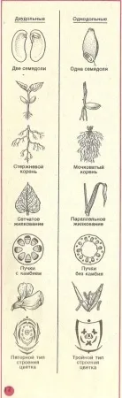 Квіткові, або покритонасінні рослини та їх класифікація рослин