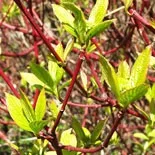 Cornus