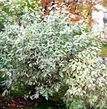 Cornus