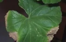 квітка