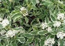 Дерен білий Карантус (Cornus alba) білий