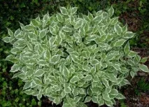 Дерен білий Карантус (Cornus alba) cornus