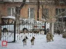 зграя