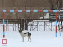 бродячих
