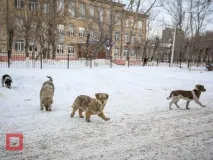 бродячих