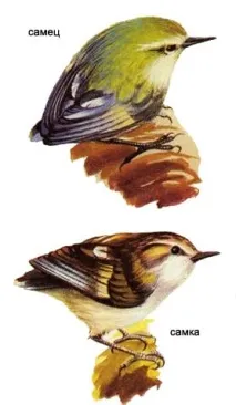 Стрілець, новозеландський кропив’ян (Acanthisitta chloris) зелений стрілець, ареал опис забарвлення chloris