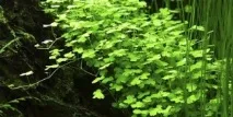 Гідрокотила трипартиту акваріумна рослина акваріумна