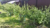 Gardening, Опора для чагарників опора